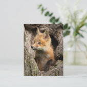 USA, Minnesota, Sandstone, Minnesota Wildlife 14 Postkarte (Stehend Vorderseite)