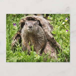 USA, Minnesota, Sandstone, Minnesota Wildlife 15 Postkarte