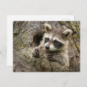 USA, Minnesota, Sandstone, Minnesota Wildlife 16 Postkarte (Vorne/Hinten)