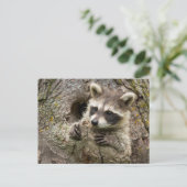 USA, Minnesota, Sandstone, Minnesota Wildlife 16 Postkarte (Stehend Vorderseite)