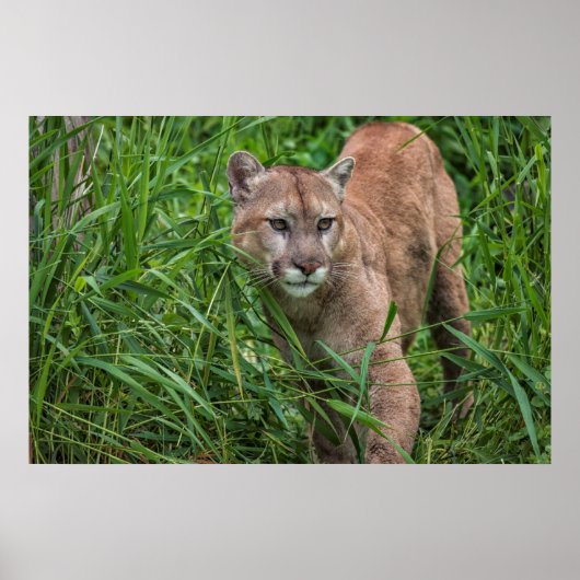 USA, Minnesota, Sandstone, Minnesota Wildlife 18 Poster (Vorne)