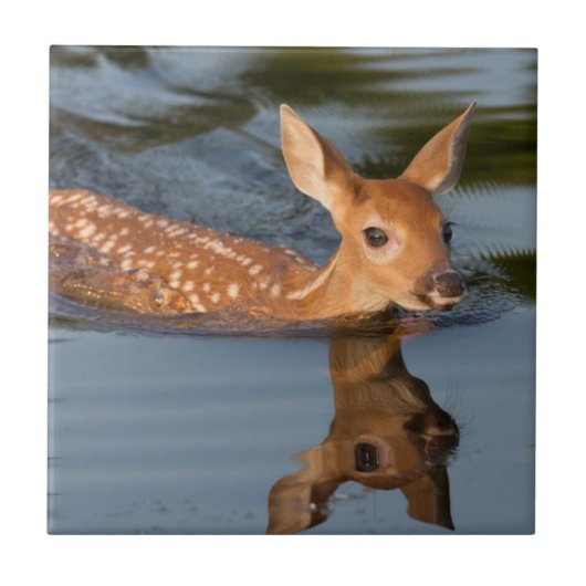 USA, Minnesota, Sandstone, Minnesota Wildlife 19 Fliese (Vorderseite)