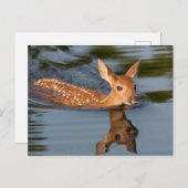 USA, Minnesota, Sandstone, Minnesota Wildlife 19 Postkarte (Vorne/Hinten)