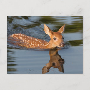 USA, Minnesota, Sandstone, Minnesota Wildlife 19 Postkarte