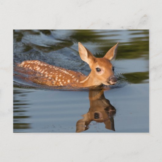 USA, Minnesota, Sandstone, Minnesota Wildlife 19 Postkarte (Vorderseite)