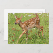 USA, Minnesota, Sandstone, Minnesota Wildlife 20 Postkarte (Vorne/Hinten)