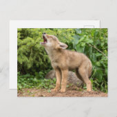 USA, Minnesota, Sandstone, Minnesota Wildlife 2 Postkarte (Vorne/Hinten)