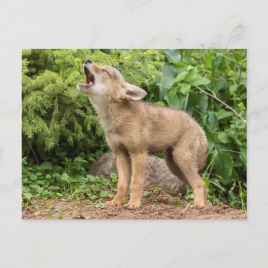 USA, Minnesota, Sandstone, Minnesota Wildlife 2 Postkarte (Vorderseite)