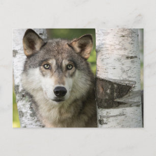 USA, Minnesota, Sandstone, Minnesota Wildlife 5 Postkarte