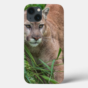 USA, Minnesota, Sandstone, Minnesota-Wildlife Case-Mate iPhone Hülle