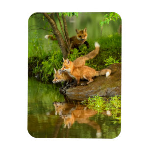 USA, Minnesota, Sandstone, Minnesota-Wildlife Magnet