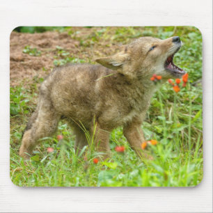USA, Minnesota, Sandstone, Minnesota Wildlife Mousepad