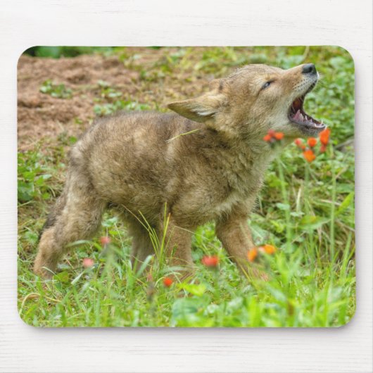 USA, Minnesota, Sandstone, Minnesota Wildlife Mousepad (Vorne)