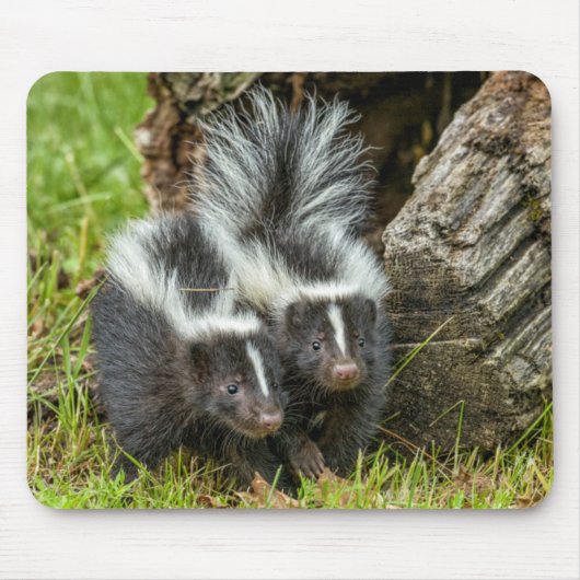 USA, Minnesota, Sandstone, Minnesota Wildlife Mousepad (Vorne)