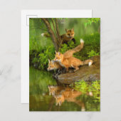 USA, Minnesota, Sandstone, Minnesota Wildlife Postkarte (Vorne/Hinten)