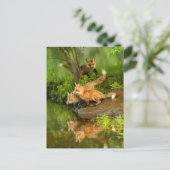 USA, Minnesota, Sandstone, Minnesota Wildlife Postkarte (Stehend Vorderseite)