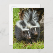 USA, Minnesota, Sandstone, Minnesota Wildlife Postkarte (Vorne/Hinten)