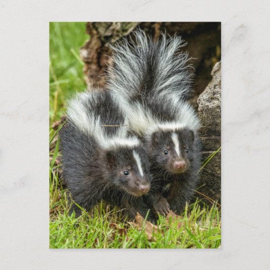 USA, Minnesota, Sandstone, Minnesota Wildlife Postkarte (Vorderseite)