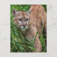 USA, Minnesota, Sandstone, Minnesota Wildlife