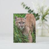 USA, Minnesota, Sandstone, Minnesota Wildlife Postkarte (Stehend Vorderseite)