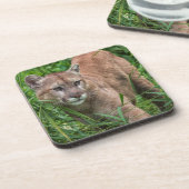 USA, Minnesota, Sandstone, Minnesota Wildlife Untersetzer (Linke Seite)