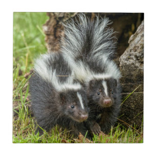USA, Minnesota, Sandstone, Minnesota-Wildtiere Fliese