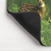 USA, Minnesota. Weißschwanz 2 Mousepad (Ecke)