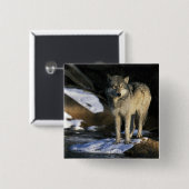 USA, Minnesota. Wolf (Canis Button (Vorne & Hinten)