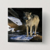 USA, Minnesota. Wolf (Canis Button (Vorderseite)