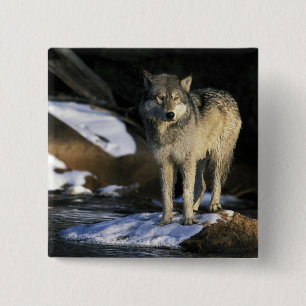 USA, Minnesota. Wolf (Canis Button