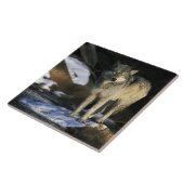 USA, Minnesota. Wolf (Canis Fliese (Seite)