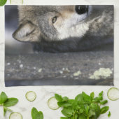 USA, Minnesota. Wolf Canis Handtuch (Gefaltet)