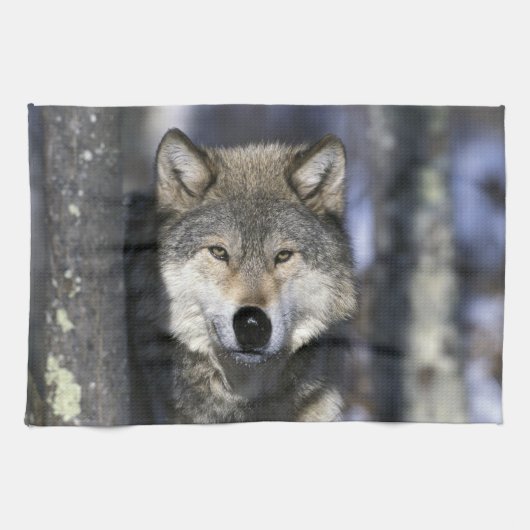 USA, Minnesota. Wolf Canis Handtuch (Horizontal)