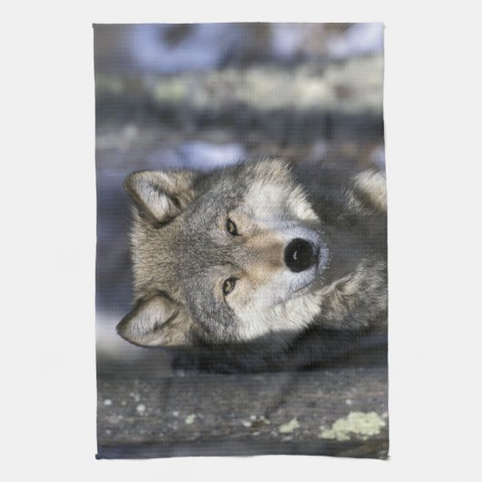 USA, Minnesota. Wolf Canis Handtuch (Vertikal)