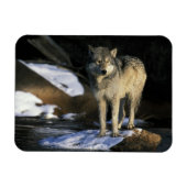 USA, Minnesota. Wolf (Canis Magnet (Horizontal)