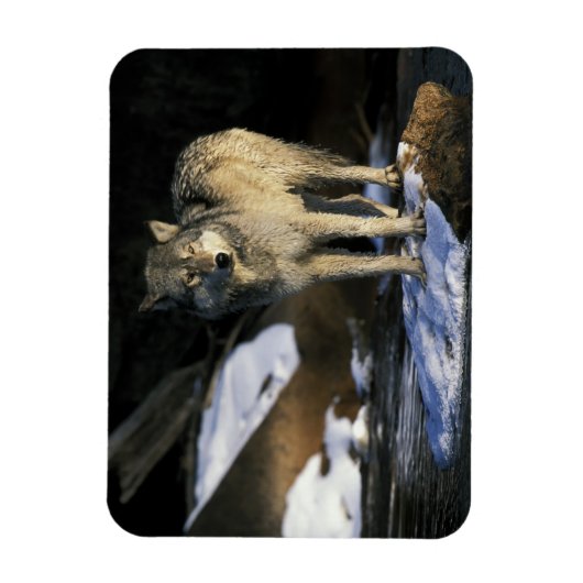USA, Minnesota. Wolf (Canis Magnet (Vertikal)
