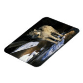 USA, Minnesota. Wolf (Canis Magnet (Linke Seite)