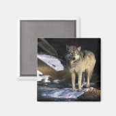 USA, Minnesota. Wolf (Canis Magnet (Vorderseite/Rückseite)