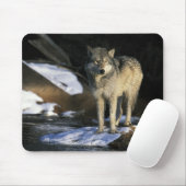 USA, Minnesota. Wolf (Canis Mousepad (Mit Mouse)