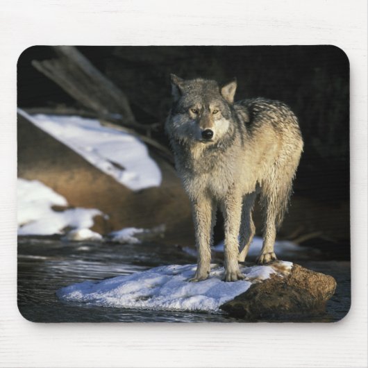 USA, Minnesota. Wolf (Canis Mousepad (Vorne)
