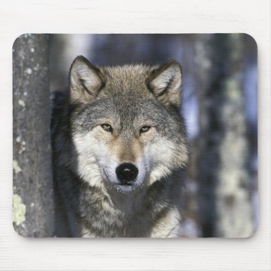 USA, Minnesota. Wolf Canis Mousepad (Vorne)