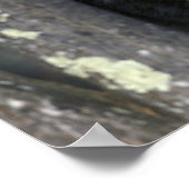 USA, Minnesota. Wolf Canis Poster (Ecke)