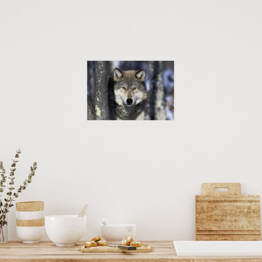 USA, Minnesota. Wolf Canis Poster (Küche)