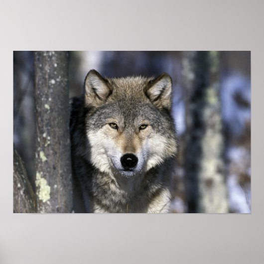 USA, Minnesota. Wolf Canis Poster (Vorne)