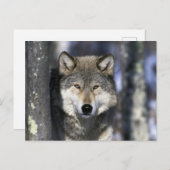 USA, Minnesota. Wolf Canis Postkarte (Vorne/Hinten)