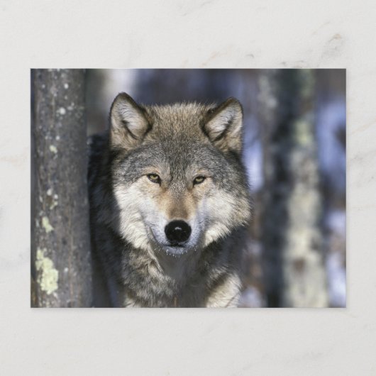 USA, Minnesota. Wolf Canis Postkarte (Vorderseite)