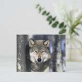 USA, Minnesota. Wolf Canis Postkarte (Stehend Vorderseite)