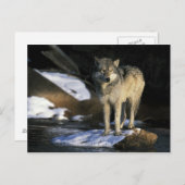 USA, Minnesota. Wolf (Canis Postkarte (Vorne/Hinten)