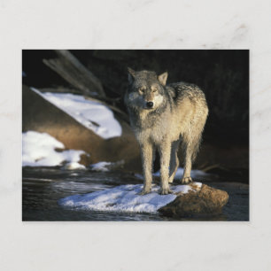 USA, Minnesota. Wolf (Canis Postkarte