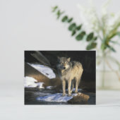 USA, Minnesota. Wolf (Canis Postkarte (Stehend Vorderseite)
